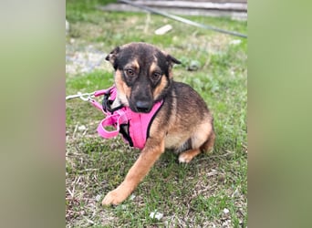 LOKI - kleiner Powerboy sucht Familie