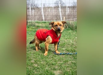 PUMPKIN - kleiner Rüde, große Power