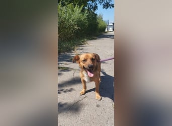 PUMPKIN - kleiner Rüde, große Power