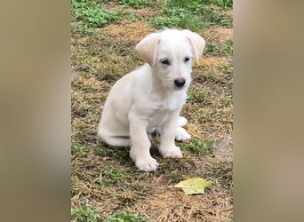CODY - süßer Bub sucht ein Zuhause