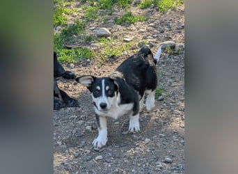 TAMINA - Zaubermaus sucht Familie
