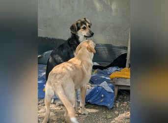 SOYA - liebe Hündin sucht Familie