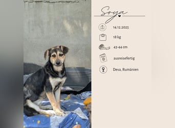 SOYA - liebe Hündin sucht Familie