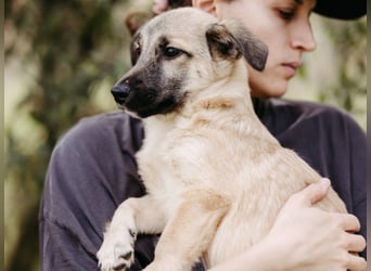 URMEL - kleiner süßer Junghund sucht liebevolles Zuhause