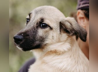 URMEL - kleiner süßer Junghund sucht liebevolles Zuhause
