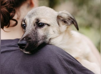 URMEL - kleiner süßer Junghund sucht liebevolles Zuhause