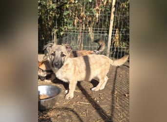 URMEL - kleiner süßer Junghund sucht liebevolles Zuhause