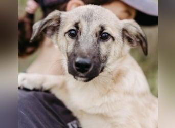 URMEL - kleiner süßer Junghund sucht liebevolles Zuhause