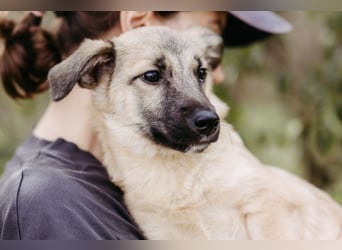 URMEL - kleiner süßer Junghund sucht liebevolles Zuhause