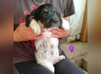 Rosi sucht Ihr neues Körbchen
