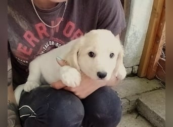 Kasimier unser kleiner Casanova