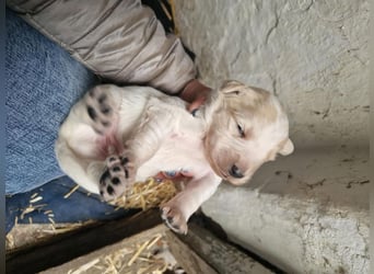 Kasimier unser kleiner Casanova