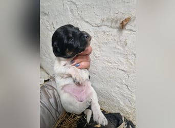 Rosi sucht Ihr neues Körbchen