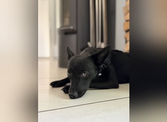 Nola - kleine zarte Seele, 12 Monate alt, 6,5 Kilo