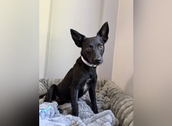 Nola - kleine zarte Seele, 12 Monate alt, 6,5 Kilo
