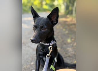 Nola - kleine zarte Seele, 12 Monate alt, 6,5 Kilo