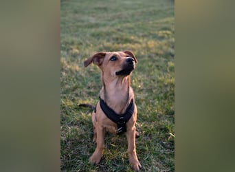 Kleine Zaubermaus Kloè in 56220 Bassenheim