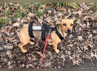 Kleine Zaubermaus Kloè in 56220 Bassenheim