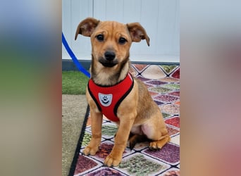 Kleine Zaubermaus Kloè in 56220 Bassenheim