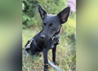 Nola - kleine zarte Seele, 12 Monate alt, 6,5 Kilo