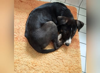 Süßer Moritz
