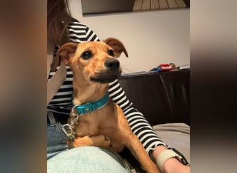 Kleine Zaubermaus Kloè in 56220 Bassenheim