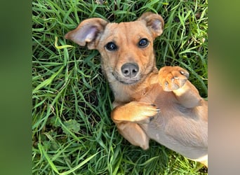 Kleine Zaubermaus Kloè in 56220 Bassenheim