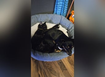 Liebenswerter Lucky