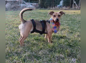 Kleine Zaubermaus Kloè in 56220 Bassenheim