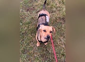 Kleine Zaubermaus Kloè in 56220 Bassenheim