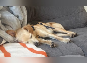 Zuckersüßer Goldie