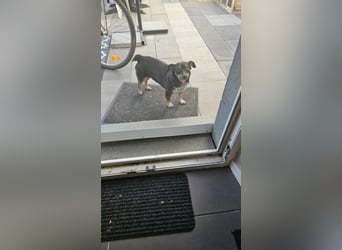 Liebenswerter Lucky