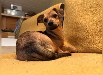 Kleine Zaubermaus Kloè in 56220 Bassenheim