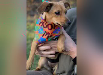 Kleine Zaubermaus Kloè in 56220 Bassenheim