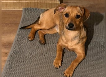 Kleine Zaubermaus Kloè in 56220 Bassenheim