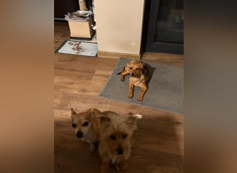 Kleine Zaubermaus Kloè in 56220 Bassenheim