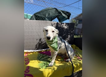 Kleine, taube Wilma