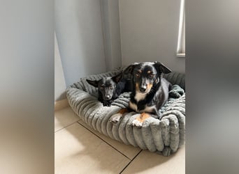 Nola - kleine zarte Seele, 12 Monate alt, 6,5 Kilo