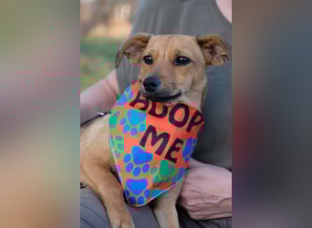 Kleine Zaubermaus Kloè in 56220 Bassenheim