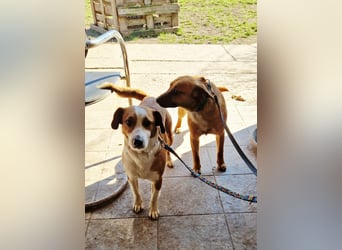 Zauberhafte Lusti sucht ihre Menschen