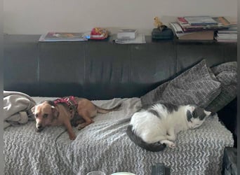 Kleine Zaubermaus Kloè in 56220 Bassenheim