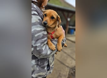 Kleine Zaubermaus Kloè in 56220 Bassenheim