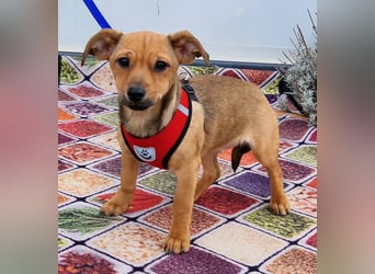 Kleine Zaubermaus Kloè in 56220 Bassenheim