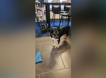 Liebenswerter Lucky