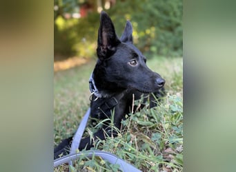 Nola - kleine zarte Seele, 12 Monate alt, 6,5 Kilo