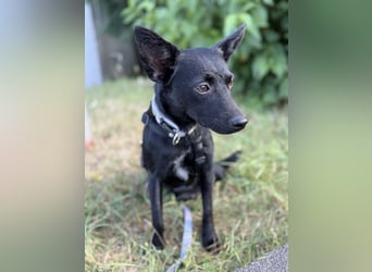 Nola - kleine zarte Seele, 12 Monate alt, 6,5 Kilo