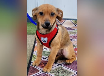 Kleine Zaubermaus Kloè in 56220 Bassenheim