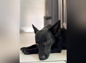 Nola - kleine zarte Seele, 12 Monate alt, 6,5 Kilo