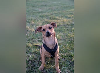 Kleine Zaubermaus Kloè in 56220 Bassenheim