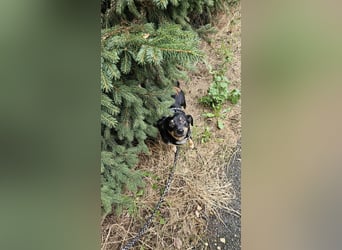 Liebenswerter Lucky